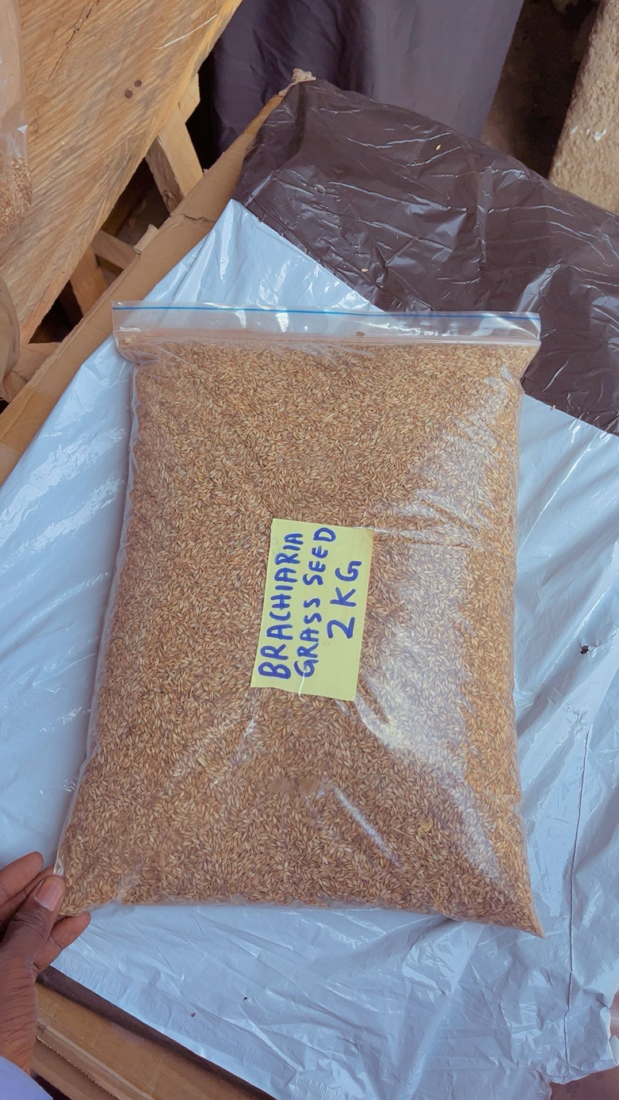 Rhodes Grass Seed 2kg