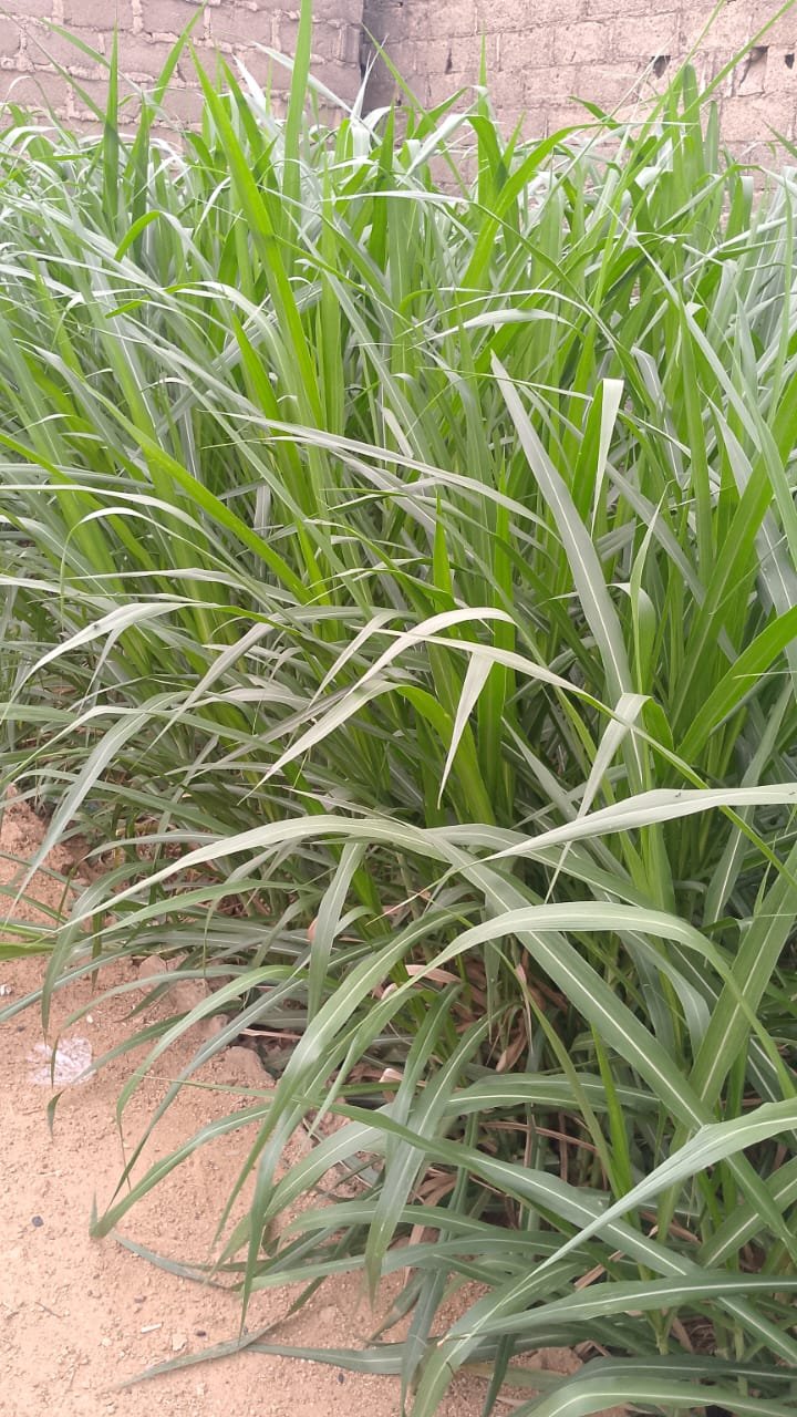 Brachiaria grass 
