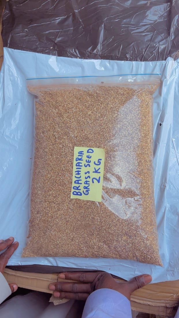 Brachiaria Grass Seed 2kg