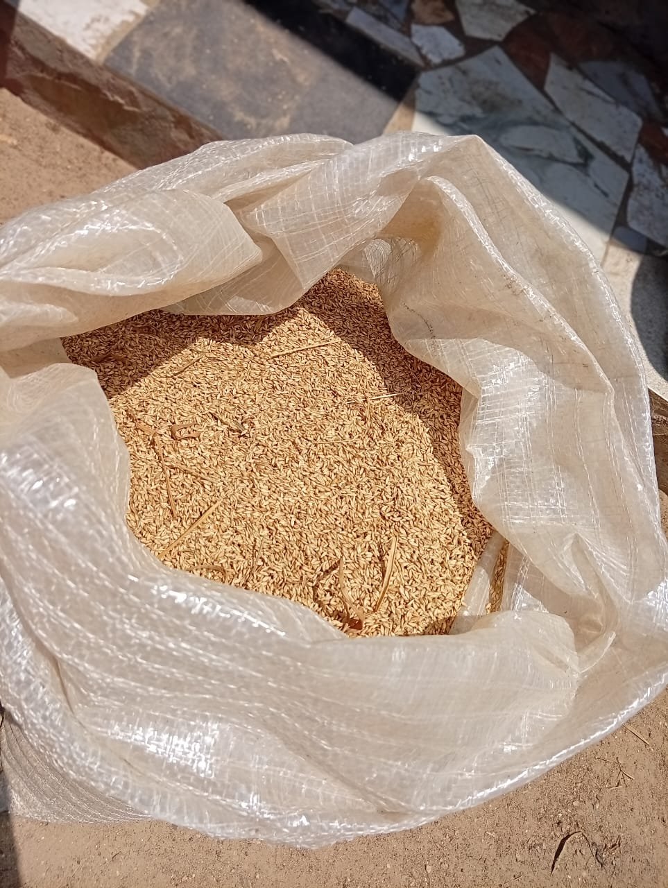 Brachiaria Grass Seed 2kg