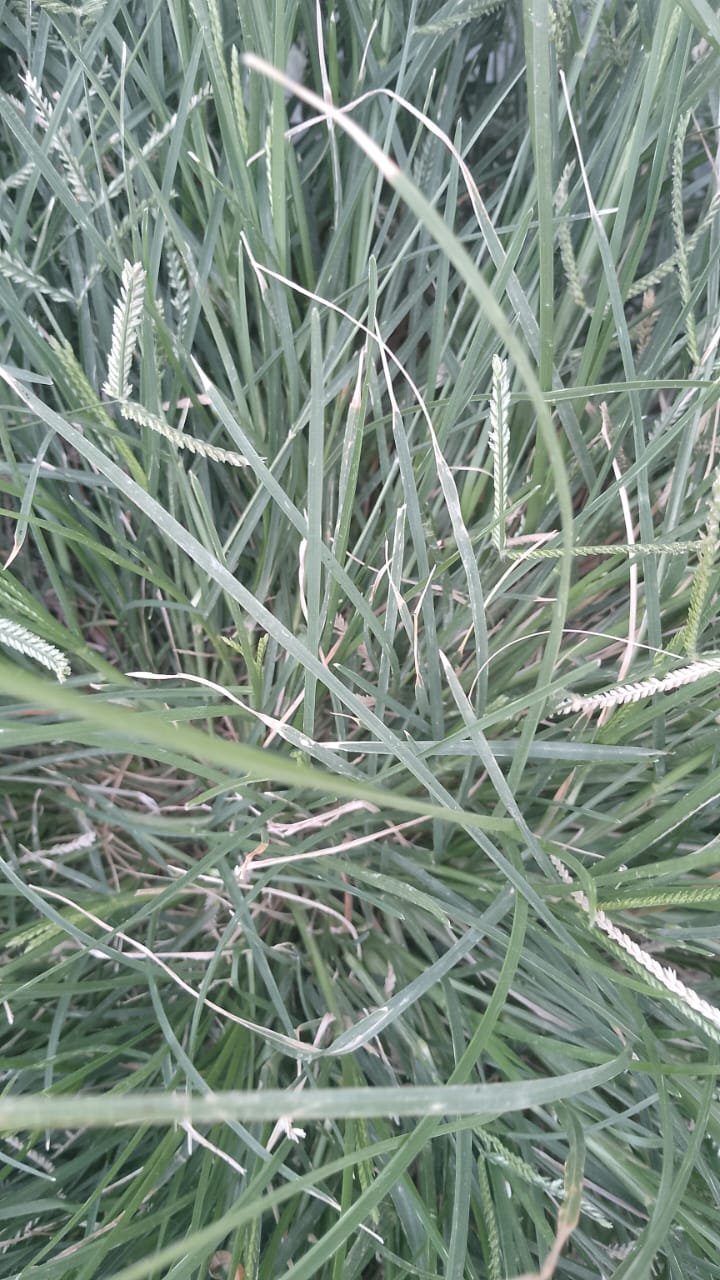 Rhodes Grass Seed 2kg