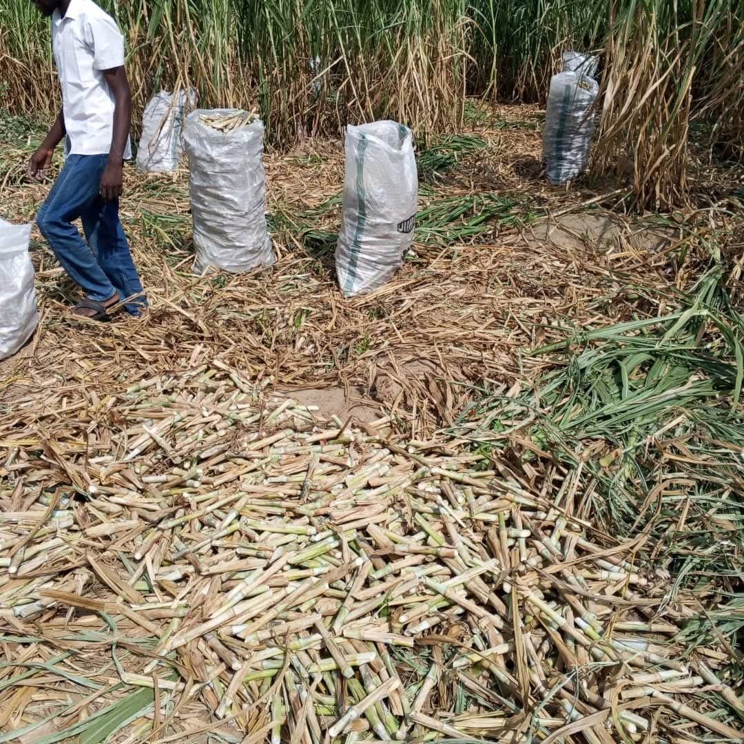 Super Napier Grass 1000 Cutting