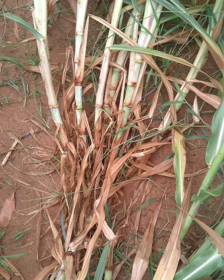 Bag of Juncao Grass Cuttings