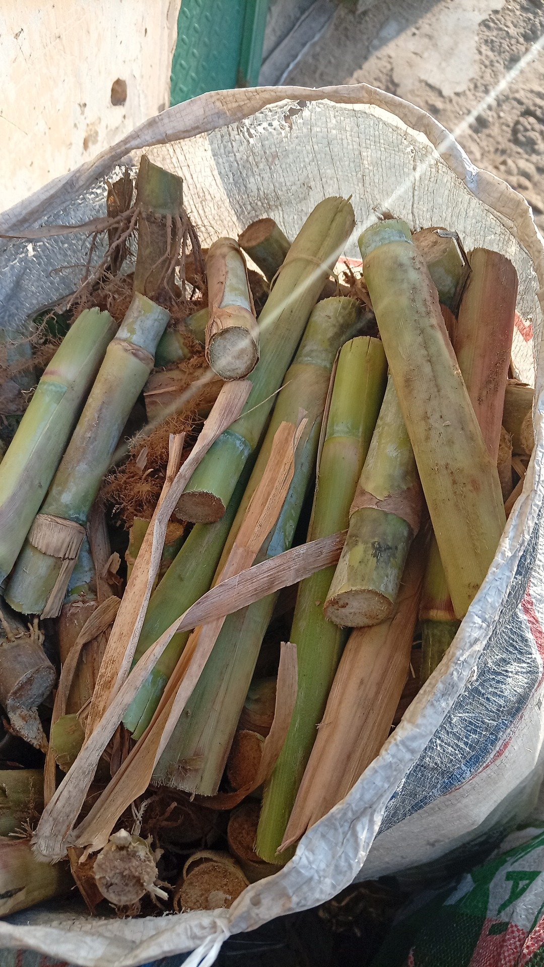 Bag of Juncao Grass Cuttings