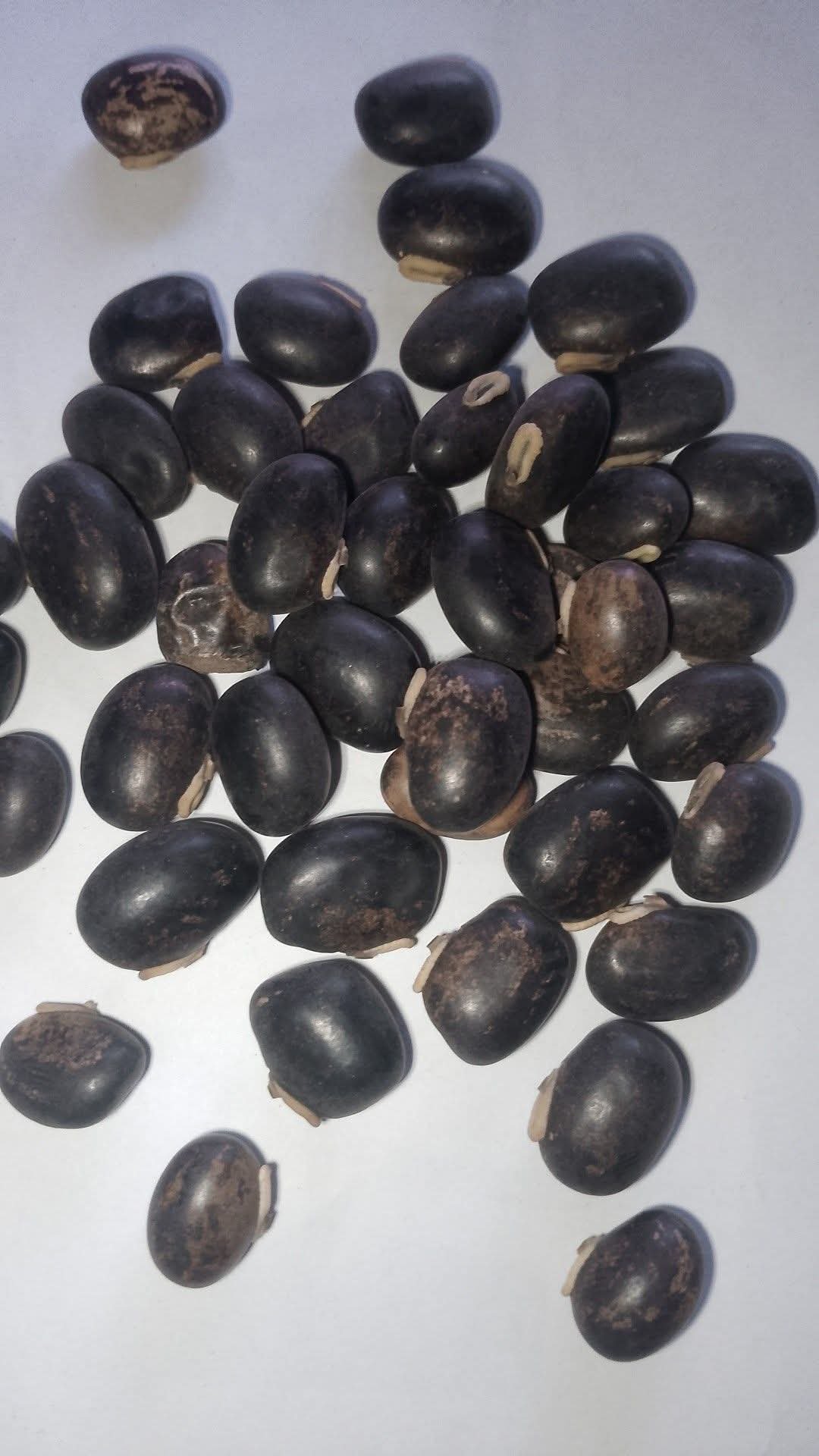 Macuna seed 1kg pack