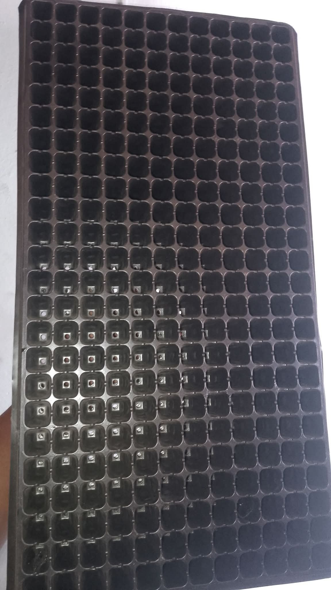 Seed Tray – 288 Cells