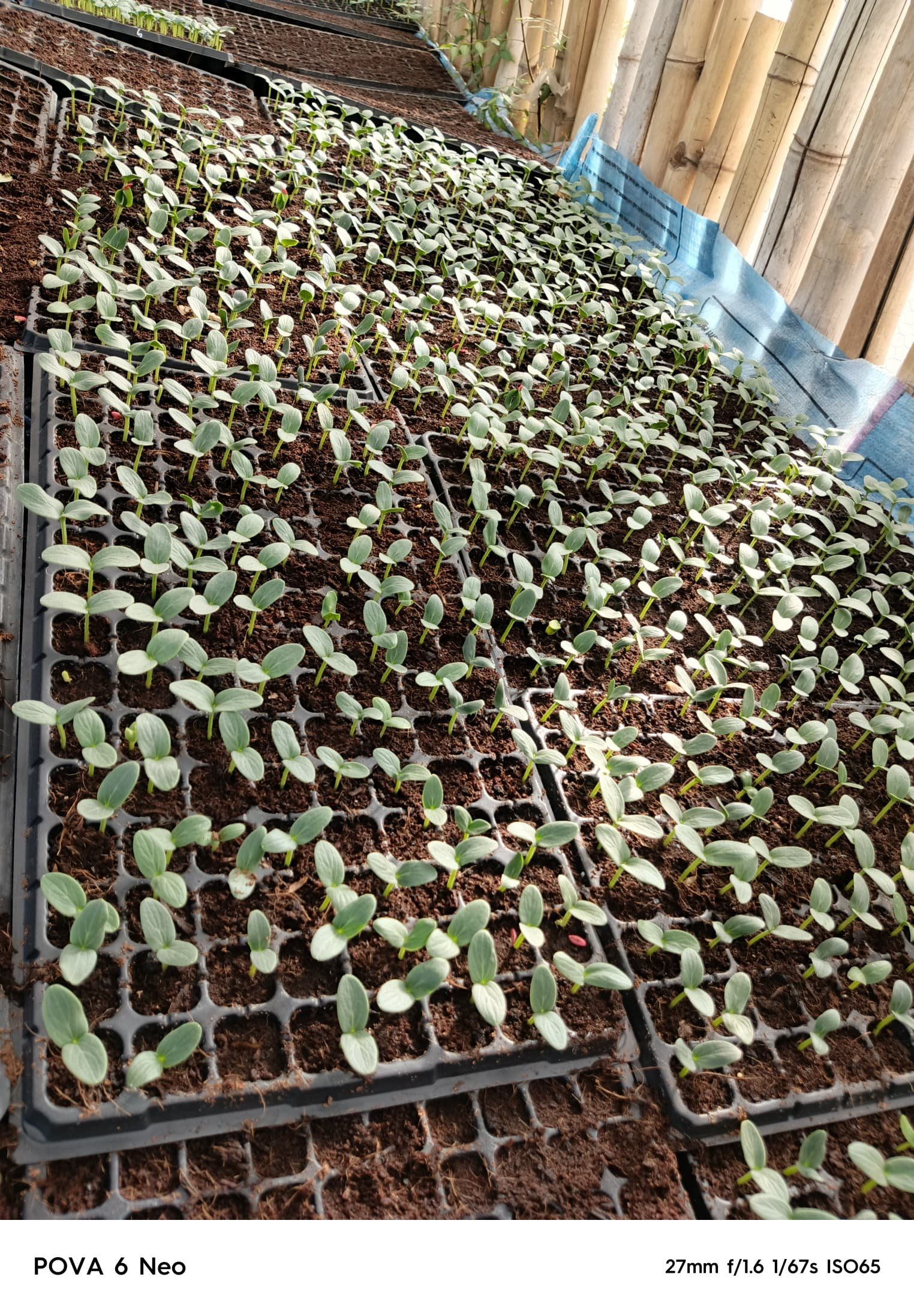 Seed Tray – 288 Cells