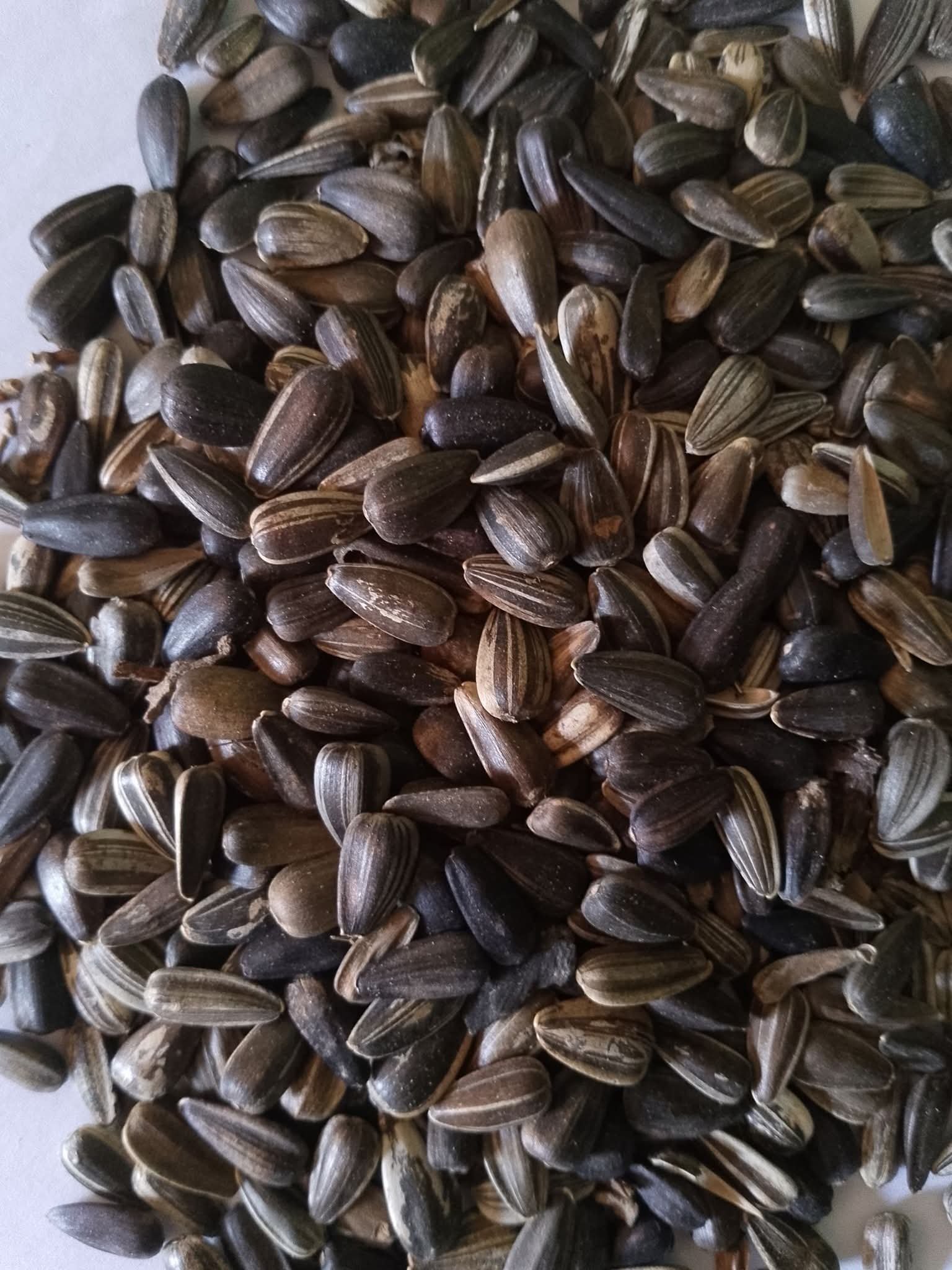 Sunflower seeds 2kg pack