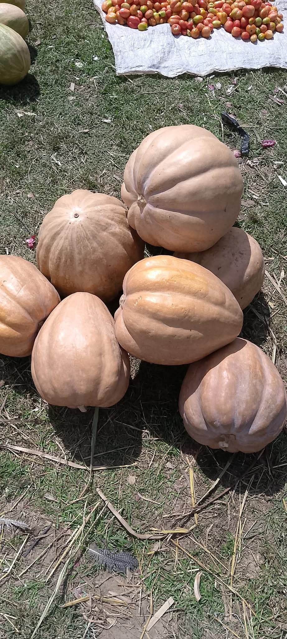 Pumpkin seed 1kg