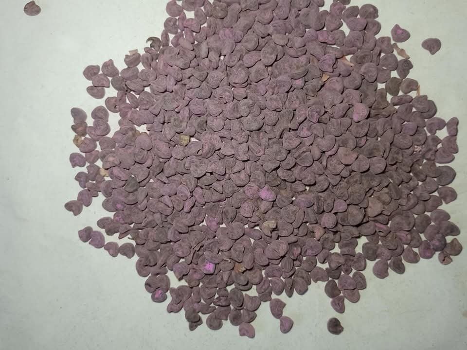 Hibiscus flower seed 2kg