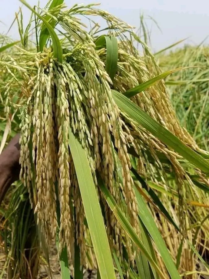 25 kg Rice seed gawal R1 