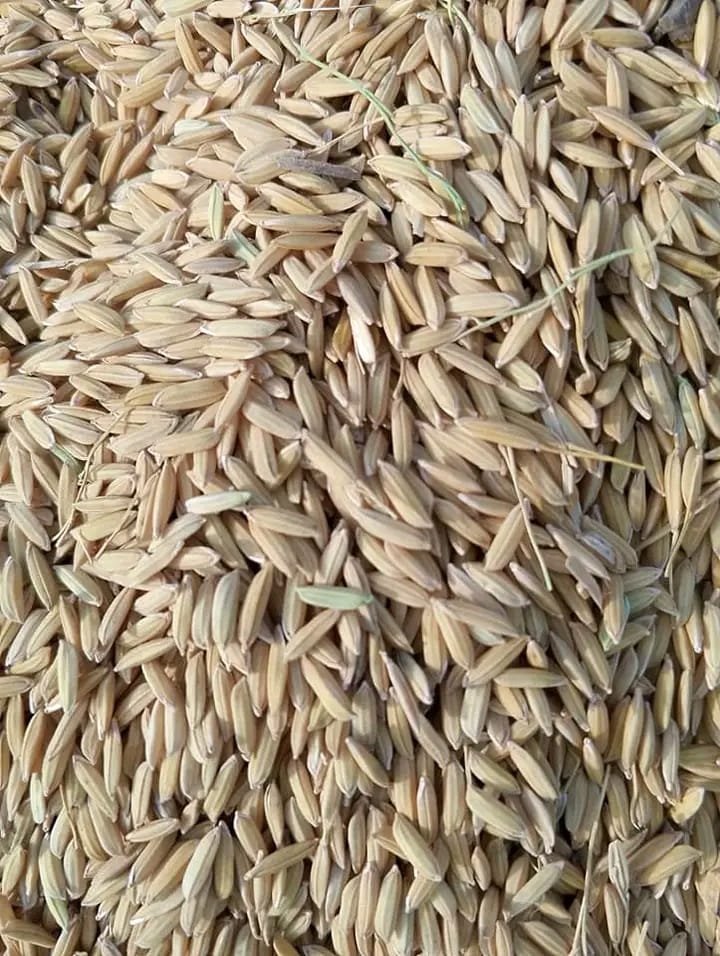 25 kg Rice seed gawal R1 