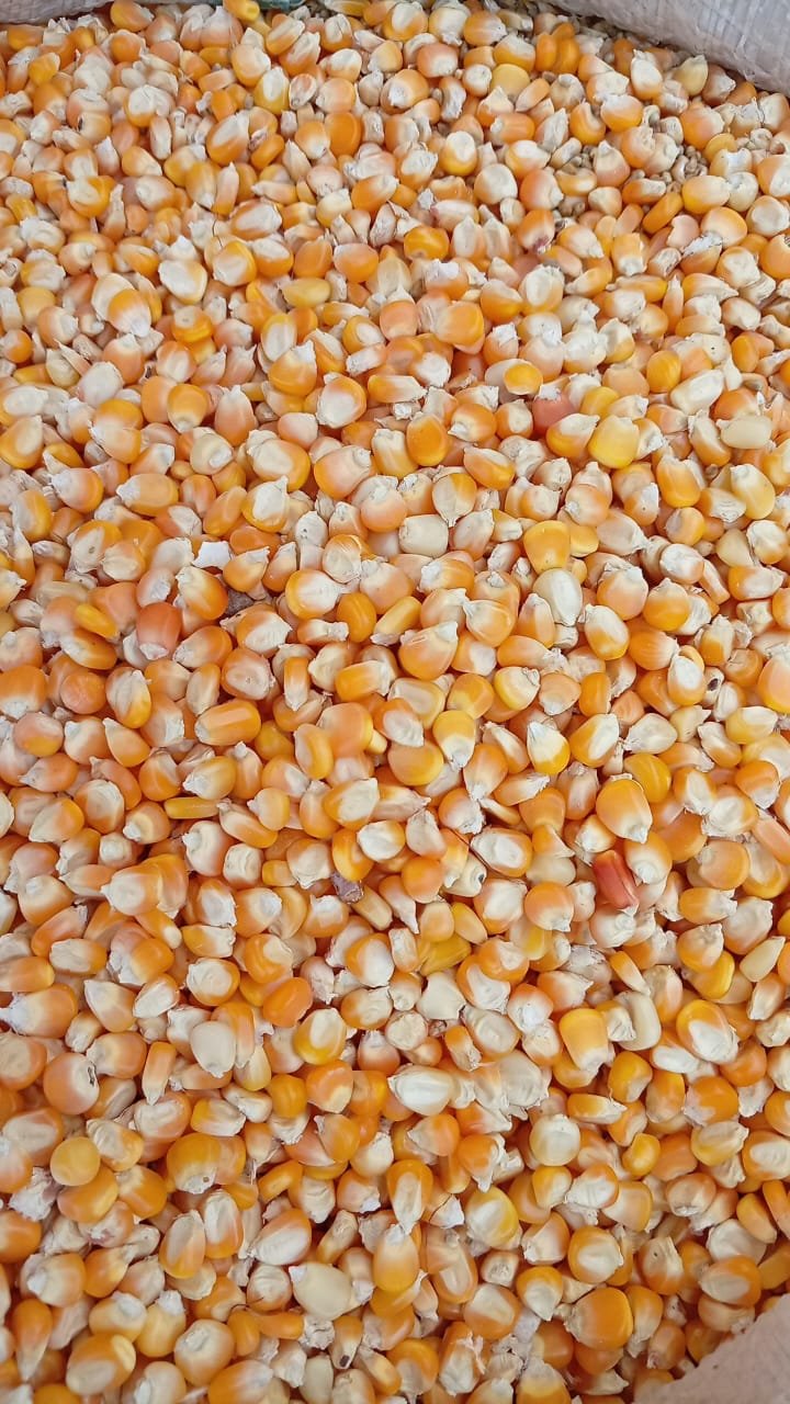 Sammaz 52 yellow maize 2kg pack