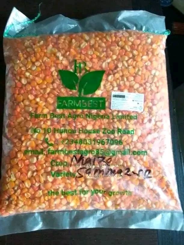 Sammaz 52 yellow maize 2kg pack