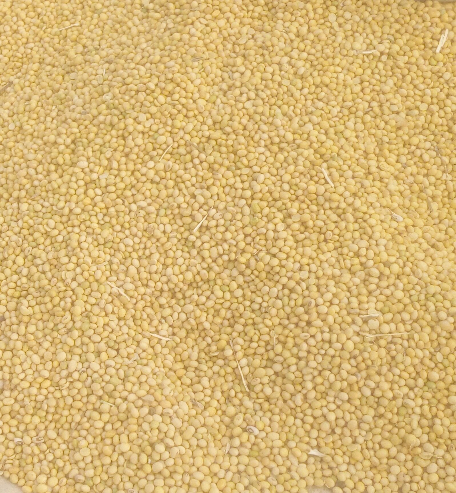 Soyabeans TGX 1951-3F (2kg pack)