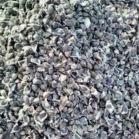Moringa seed 2kg pack 