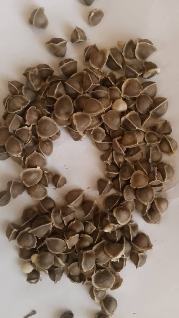 Moringa seed 2kg pack 