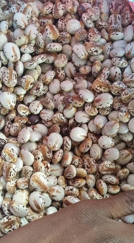 Castor Seeds 2kg pack 