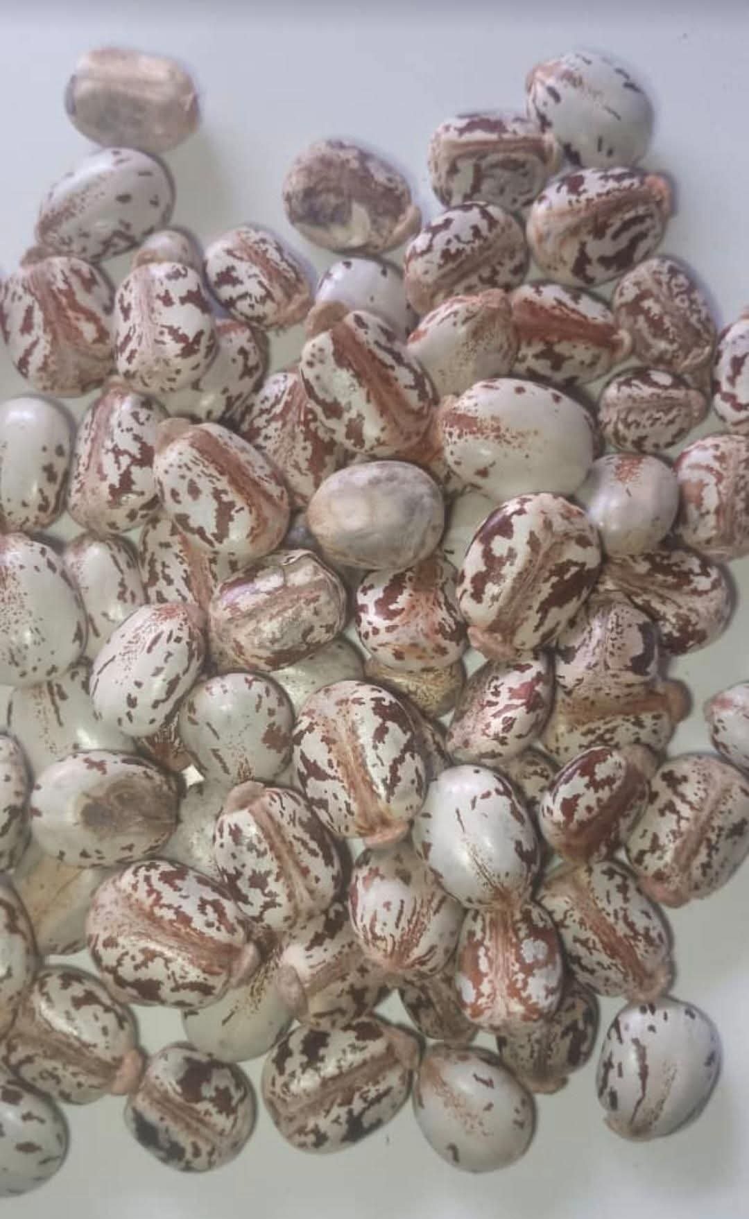 Castor Seeds 2kg pack 