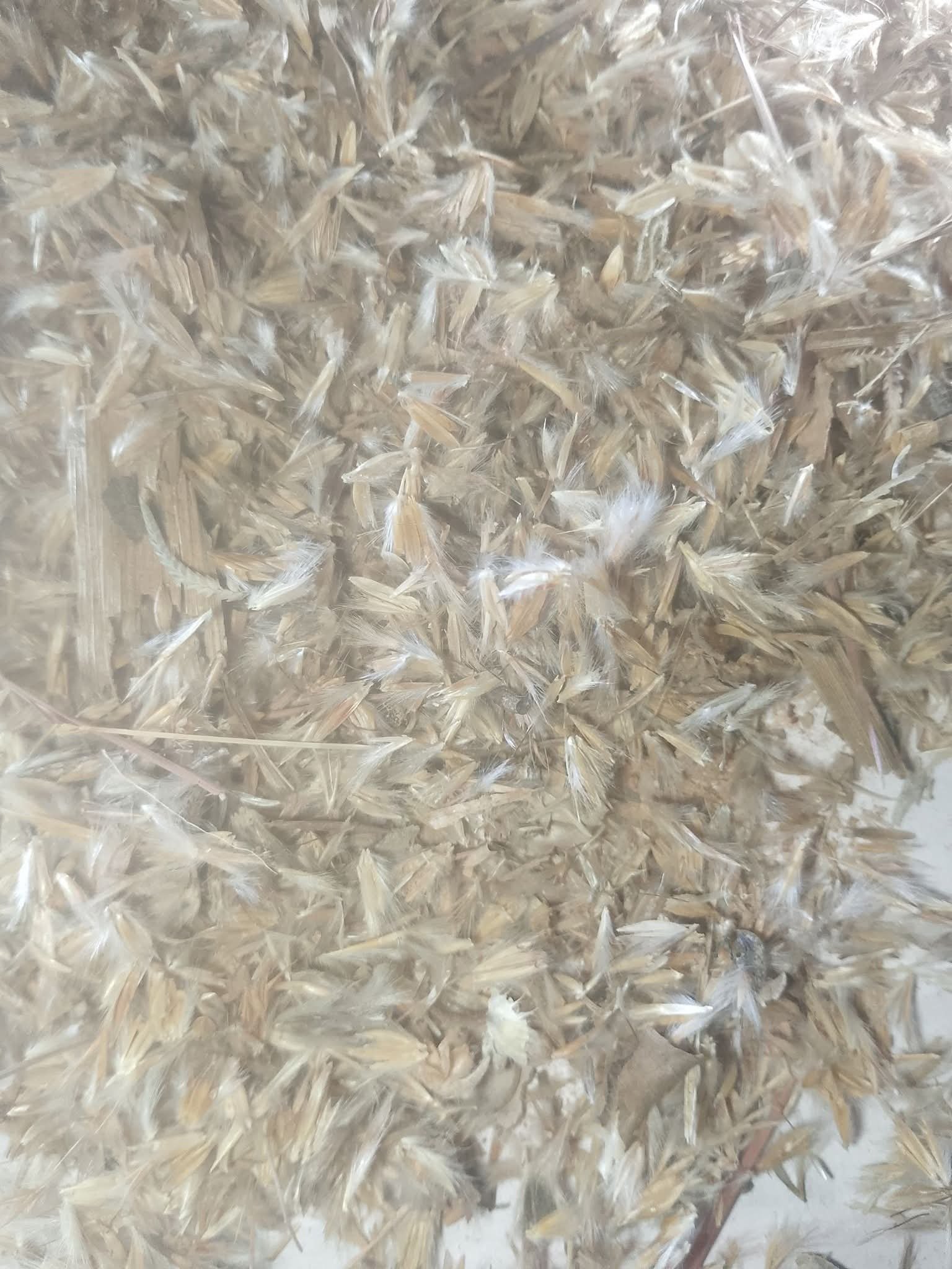 Gamba grass seed 2kg