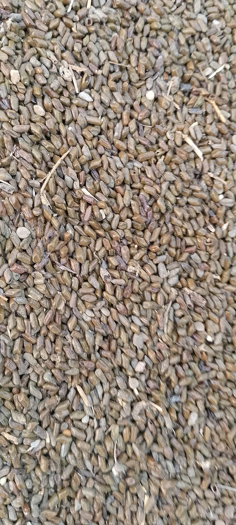Cassia torra seed 1kg