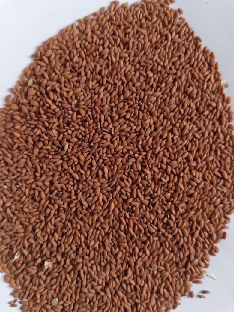 Garden cress seed 1kg