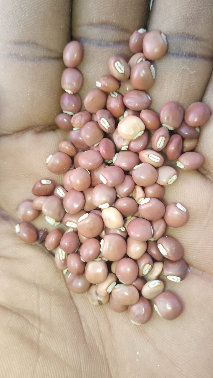 Pigeon pea 1kg pack 