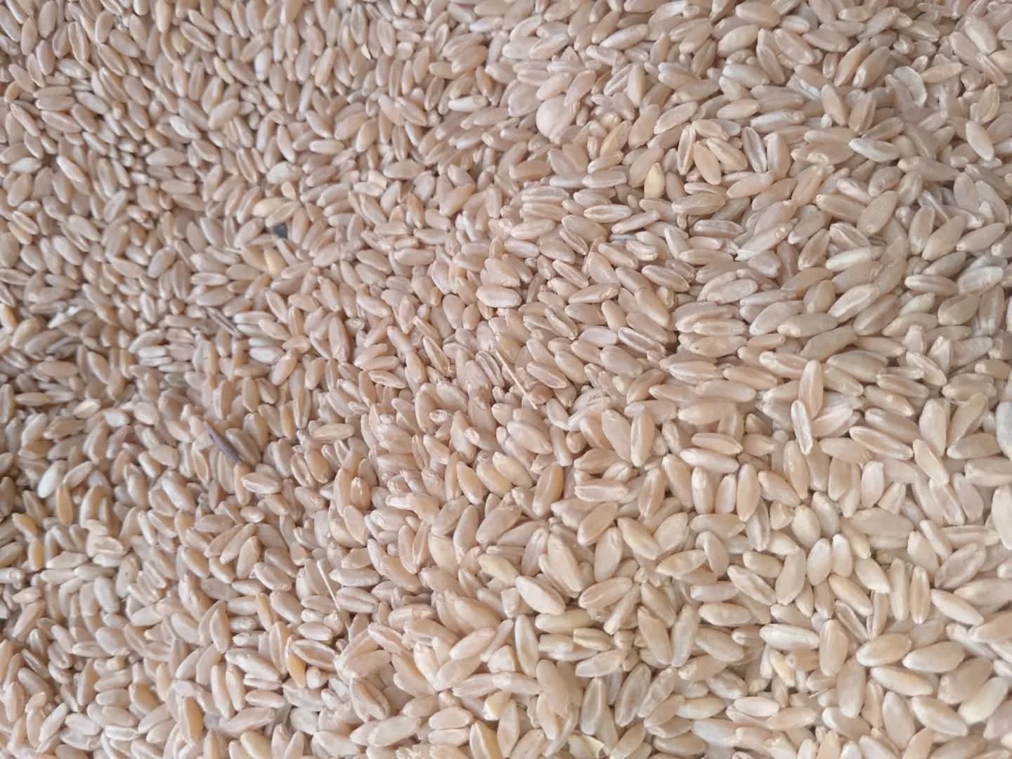 Wheat 5kg