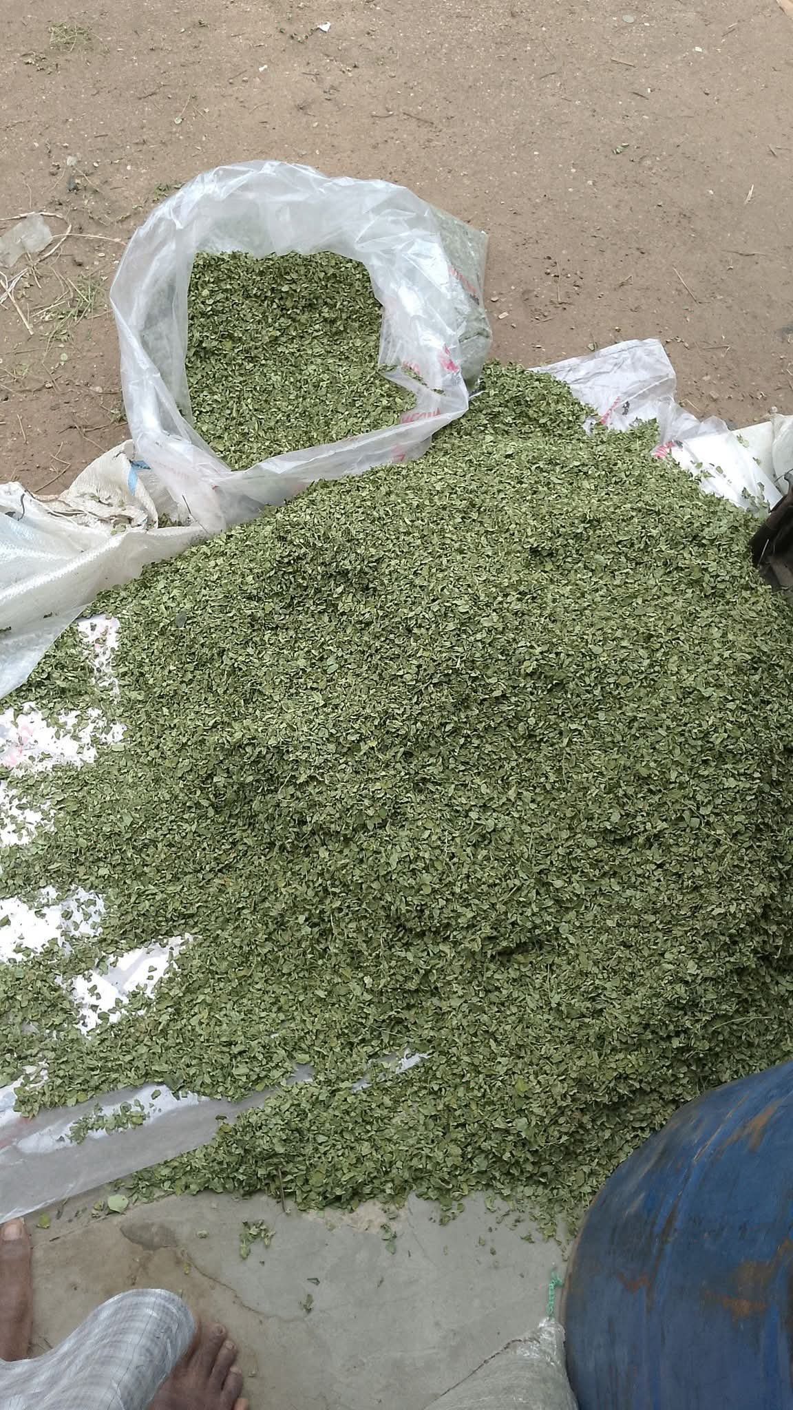 Moringa leaves 1kg