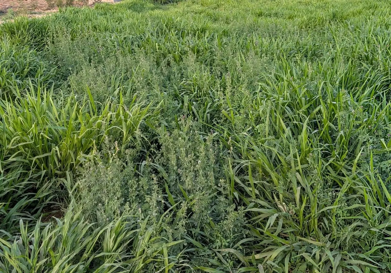 The Benefits of Brachiaria Grass for Livestock Farming